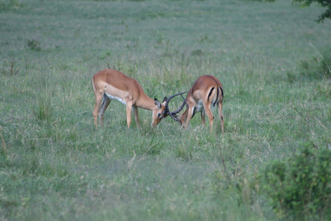 Tarangire National Park: 2-Day Flying Safari