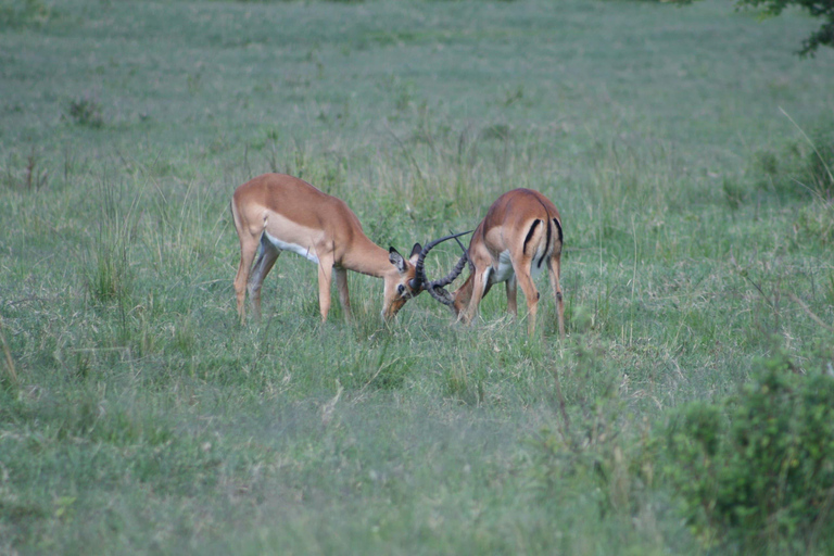 Tarangire National Park: 2-Day Flying Safari