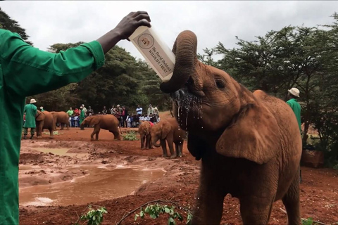 Från Nairobi: Kazuri pärlor, Baby Elephant och Giraffe Centre