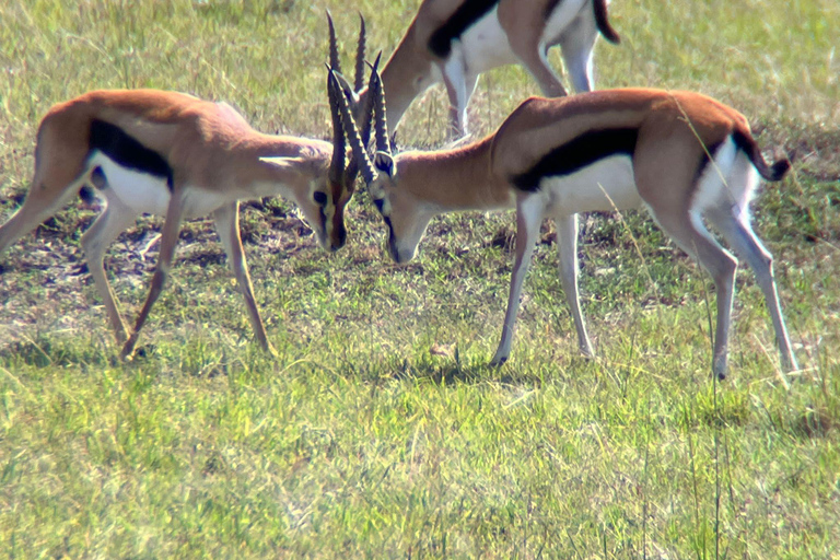 3 days masai mara safari