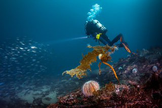 Scuba diving in Bergen