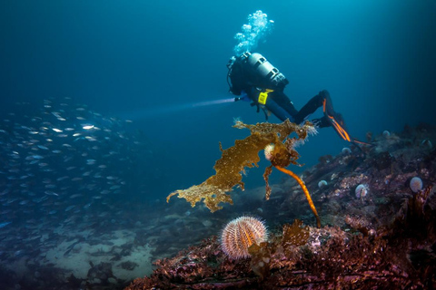 Bergen: Buceo guiadoBergen: Experiencia guiada de submarinismo