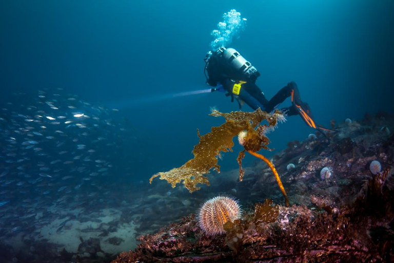 Bergen: Buceo guiadoBergen: Experiencia guiada de submarinismo