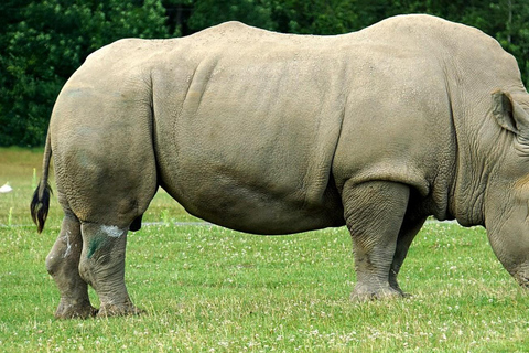 From Johannesburg: 2-Day Kruger National Park Safari