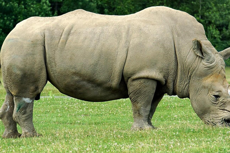 From Johannesburg: 2-Day Kruger National Park Safari