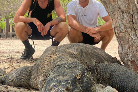 4 days komodo trip ( start from Bali )