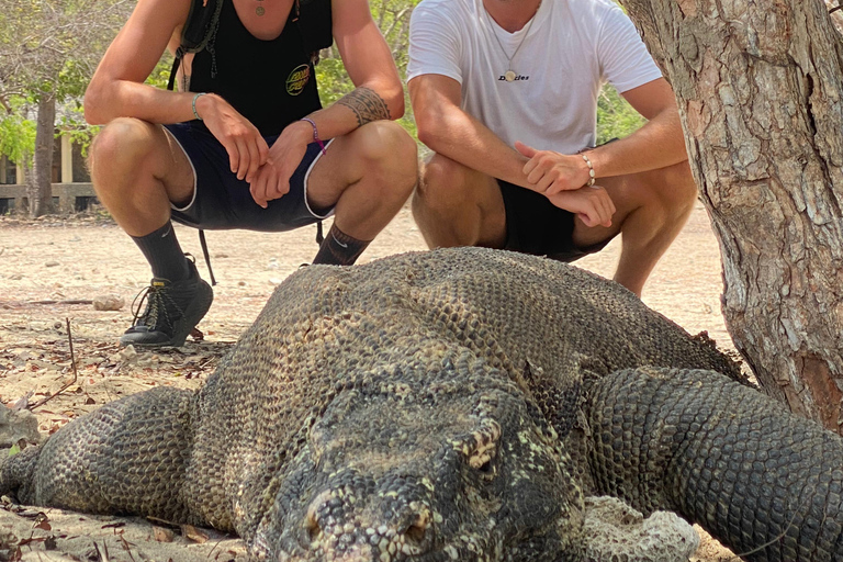 4 days komodo trip ( start from Bali )