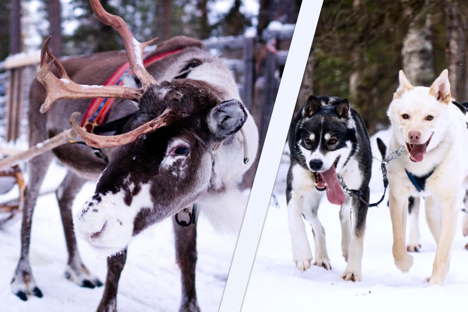 A husky sled and a reindeer sleigh waiting on a snowy clearing near Levi