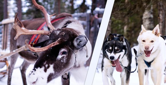 A husky sled and a reindeer sleigh waiting on a snowy clearing near Levi