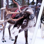 Levi: 3-in-1-Kombination aus Husky-, Rentier- und Schneemobil-Schlittenfahrt