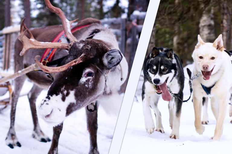 Levi: Winter Wilderness Husky & Reindeer Safari Combo Tour