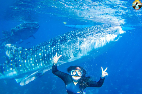 Cebu: 2-Day Island-Hopping, Canyoneering, and Whale Shark