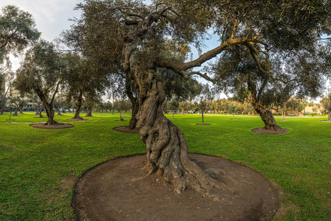 Huaca Pucllana & Parque del Olivar Tour