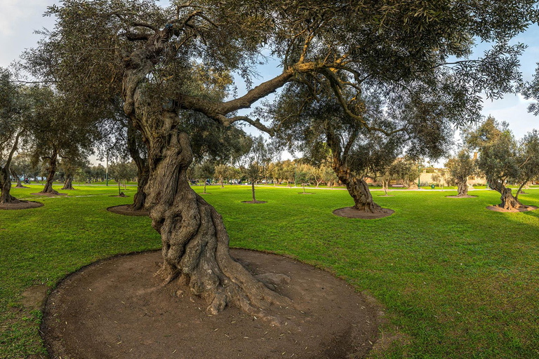 Huaca Pucllana & Parque del Olivar Tour
