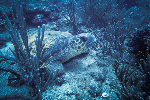 Tayrona National Park: Discover Scuba Diving ExperiencePrivate tour in Spanish