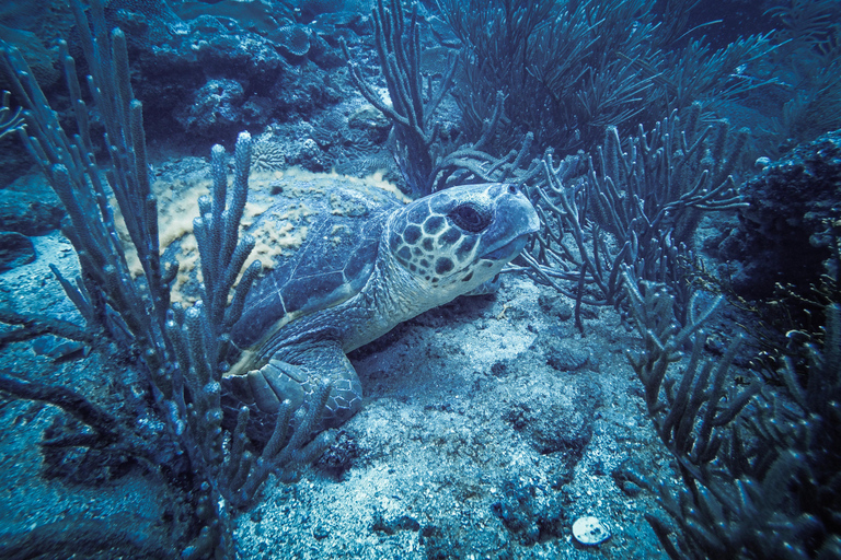 Parque Nacional Tayrona: Descubre la experiencia del submarinismoTour privado en inglés