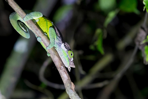 Khao Sok: Private Night Safari Adventure w/ Hotel Transfer Shared Adventure