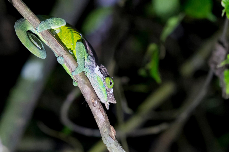 Khao Sok: Private Night Safari Adventure w/ Hotel TransferShared Adventure