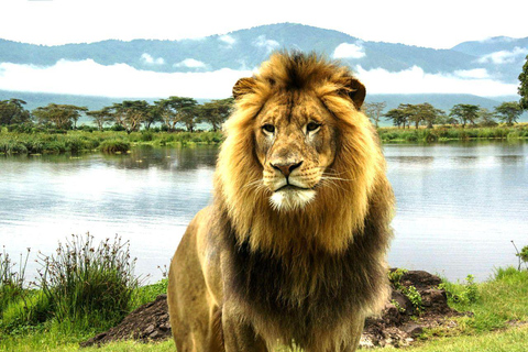 Lago Manyara: Viagem de 1 dia com observação de aves