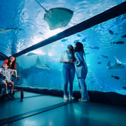 SEA LIFE Sydney Aquarium Entry Ticket