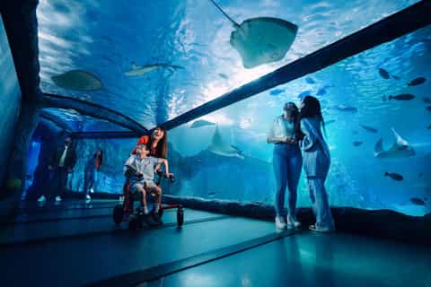 シーライフシドニー水族館のチケットとアクティビティ