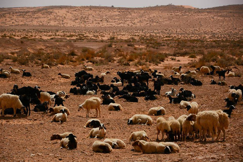Vanuit Tunis en Hammamet: 2-daagse tour naar Ksar Ghilane en Tataouine
