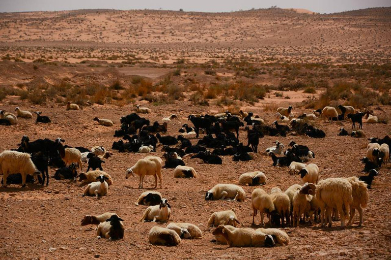 Vanuit Tunis en Hammamet: 2-daagse tour naar Ksar Ghilane en Tataouine
