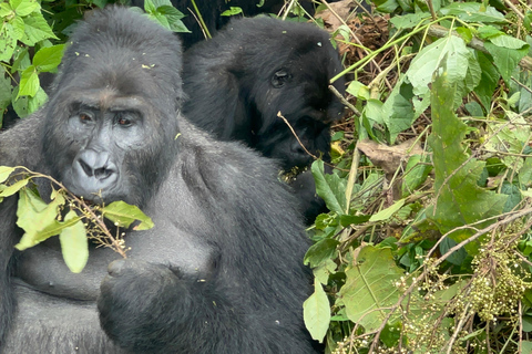 8-tägige Gorilla Trekking Reise durch Ruanda, Uganda und den Kongo (DRC)