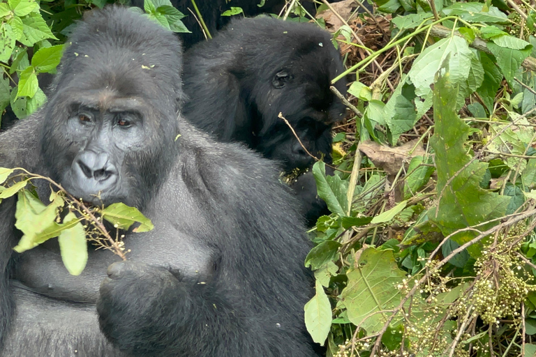 8-dagars vandringsresa med gorillor i Rwanda, Uganda och Kongo (DRC)