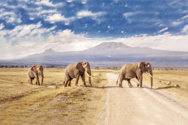 Safari di 3 giorni ad Amboseli per esplorare l&#039;iconica fauna selvatica del Kenya