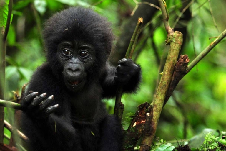 Safari de 4 días con Gorilas y Monos Dorados