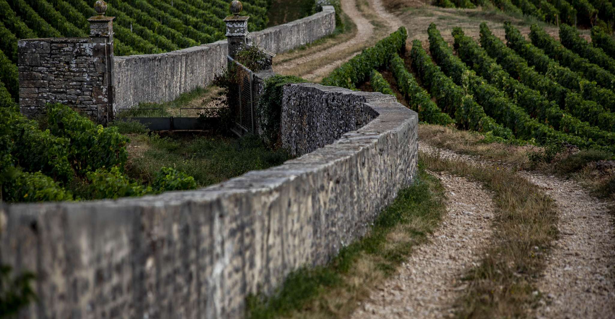 Small group Afternoon in Côte de Nuits - Housity