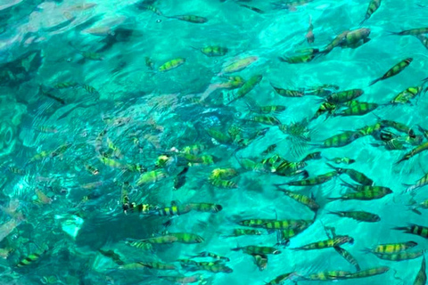 Ko Lanta: Escursione di una giornata intera con snorkeling alle isole Phi Phi e Bamboo