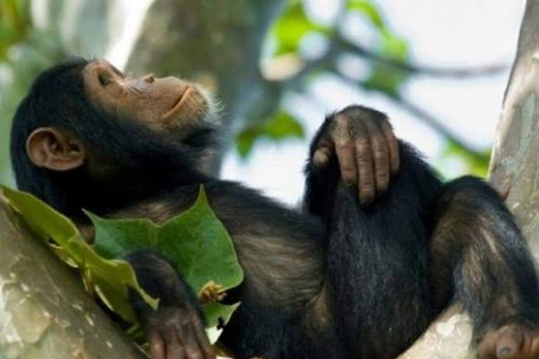 From Kampala: Entebbe Zoo, Reptile Village, & Gardens Tour