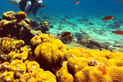 Curaçao : expérience privée de plongée sous-marine pour débutants