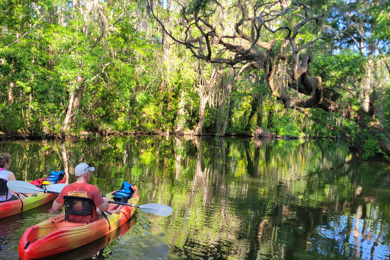 From Orlando: Wild Florida Kayak Tour on the Dora Canal