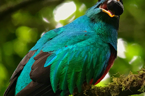 Monteverde: Tour di mezza giornata dedicato al birdwatchingTour privato