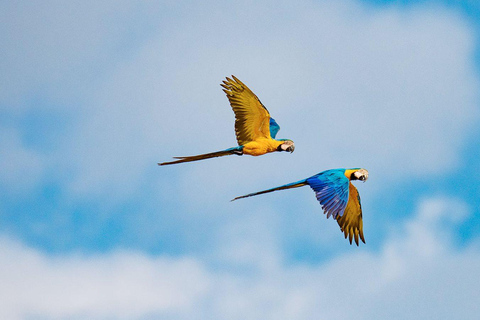 4-daags avontuur in het regenwoud van de Amazone