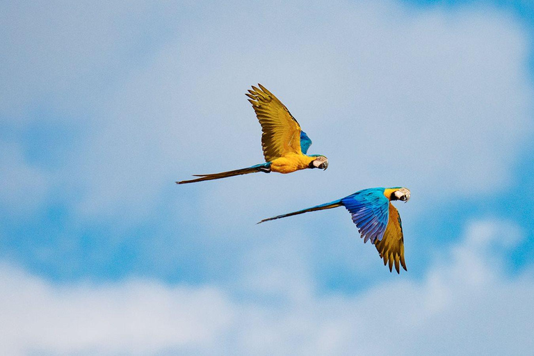 Aventura de 4 dias na Floresta Amazônica