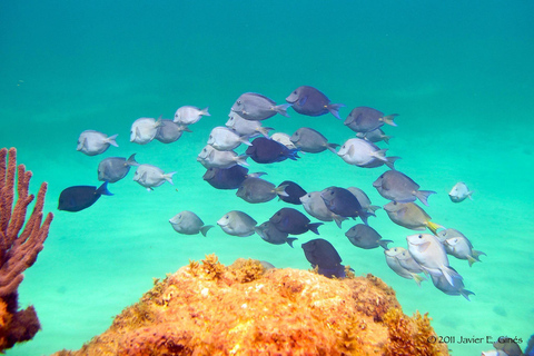 Punta Cana: Private Catalina Island Snorkeling Trip with