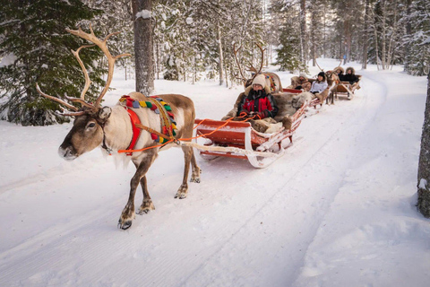 Rovaniemi: Winter Adventure Reindeer Safari