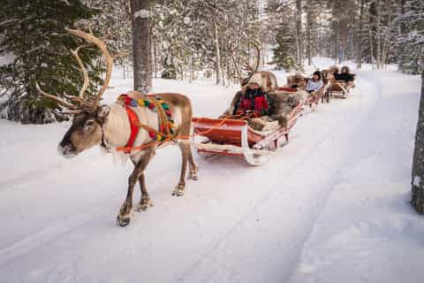 Rovaniemi : Safari en rennes, aventure hivernale
