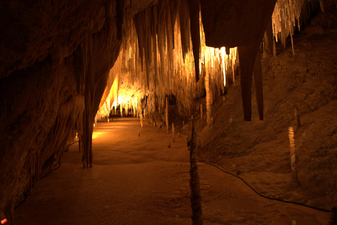 Hobart: Excursão ativa de 1 dia a Tahune Airwalk e Hastings Caves