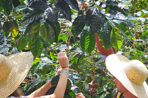 Ancestral Coffee Experience:Become a Coffee Farmer for a Day