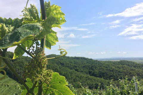 Excursión de degustación de vinos, Excursión opcional por los viñedos y paseos en kayakCata de vinos con servicio de recogida y regreso