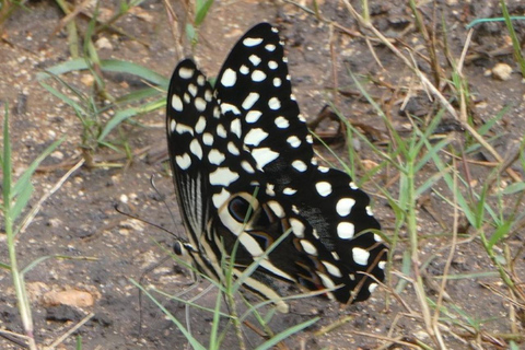 Zanzibar: Jozani forest, Butterfly center & Salaam cave tour Tour with Hotel pick up and drop off included