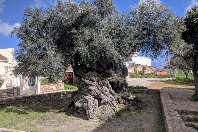 Soap, Wine, Raki, Olive Oil, Meet the local Producers Tour Morning Tour