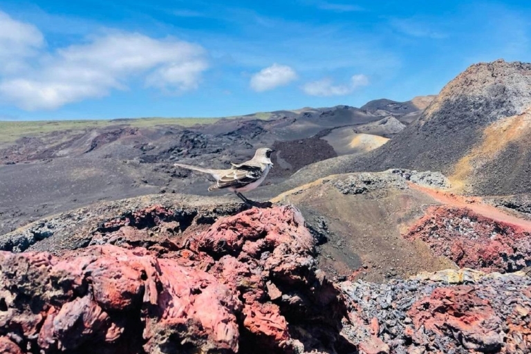Verover de vulkaan Sierra Negra! Expeditie naar de lavavelden
