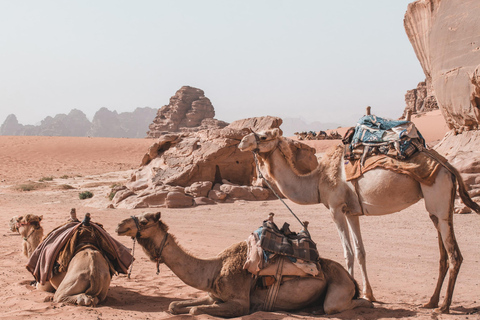 Wadi Rum: Jeep Tour &amp; Przejażdżka na wielbłądzie