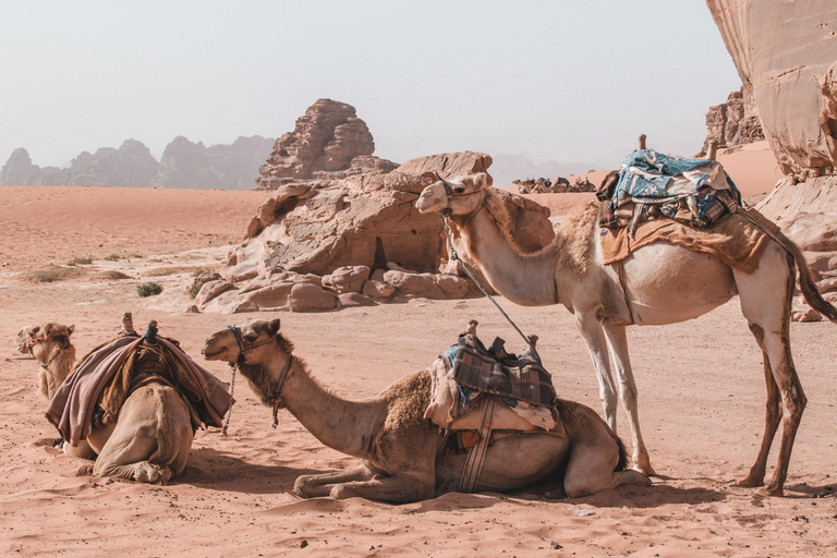 Wadi Rum: Jeep Tour &amp; Przejażdżka na wielbłądzie